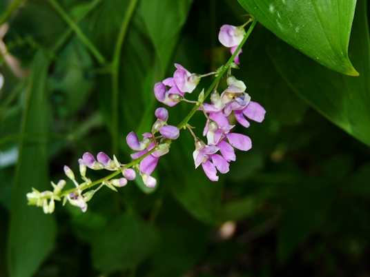 {Phaseolus polystachios}